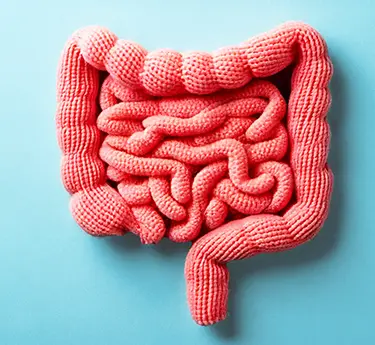 Modelo de intestino de crochê em um fundo azul.