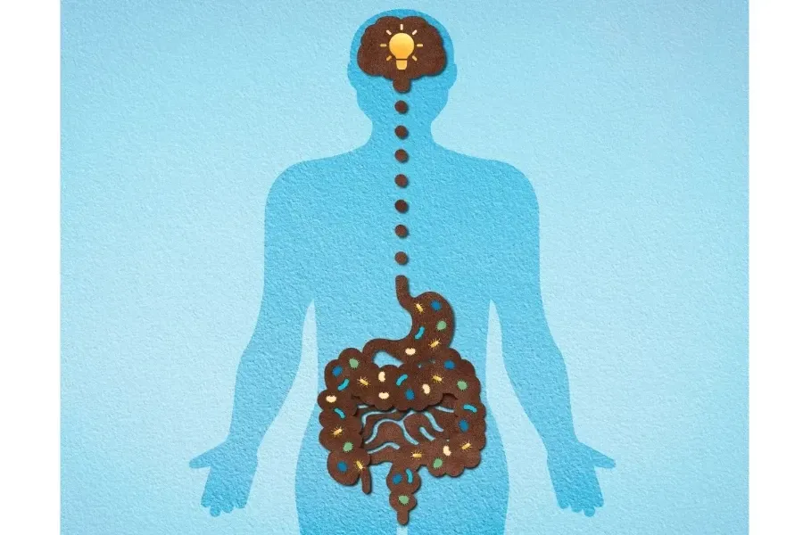 O nervo vago é o maior responsável pela troca de informações entre o sistema nervoso entérico e o central.