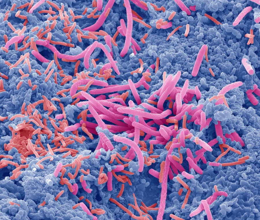 Ilustração do Bacillus clausii, que ajuda a equilibrar a microbiota intestinal