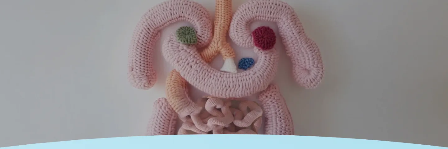 Modelo em crochê de intestinos humanos em um fundo liso.