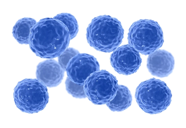 Ilustração do Bacillus clausii, que ajuda a equilibrar a microbiota intestinal