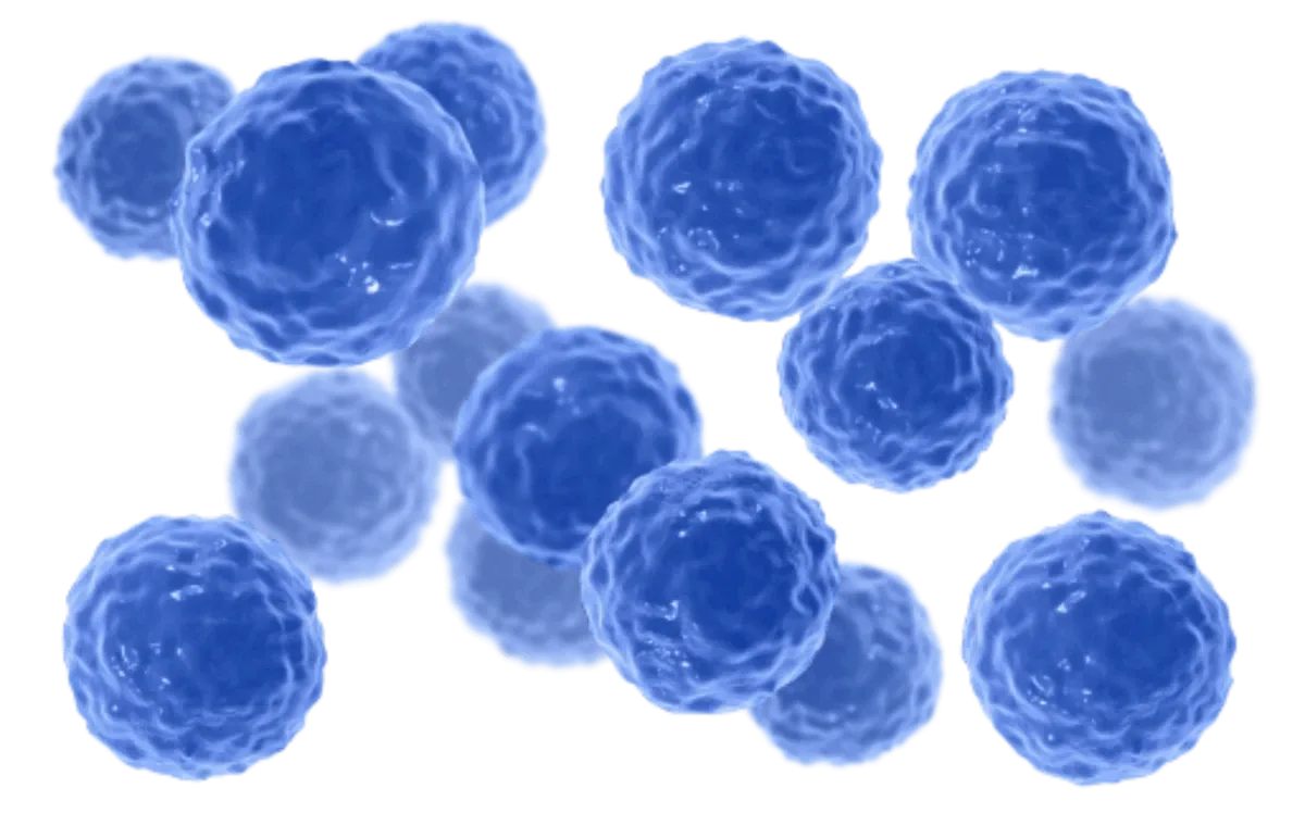 Ilustração do Bacillus clausii, que ajuda a equilibrar a microbiota intestinal