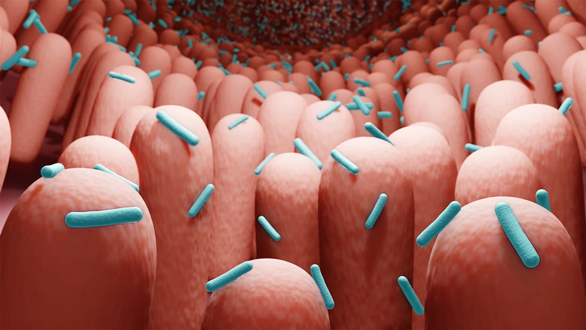 Ilustración de la microbiota intestinal.