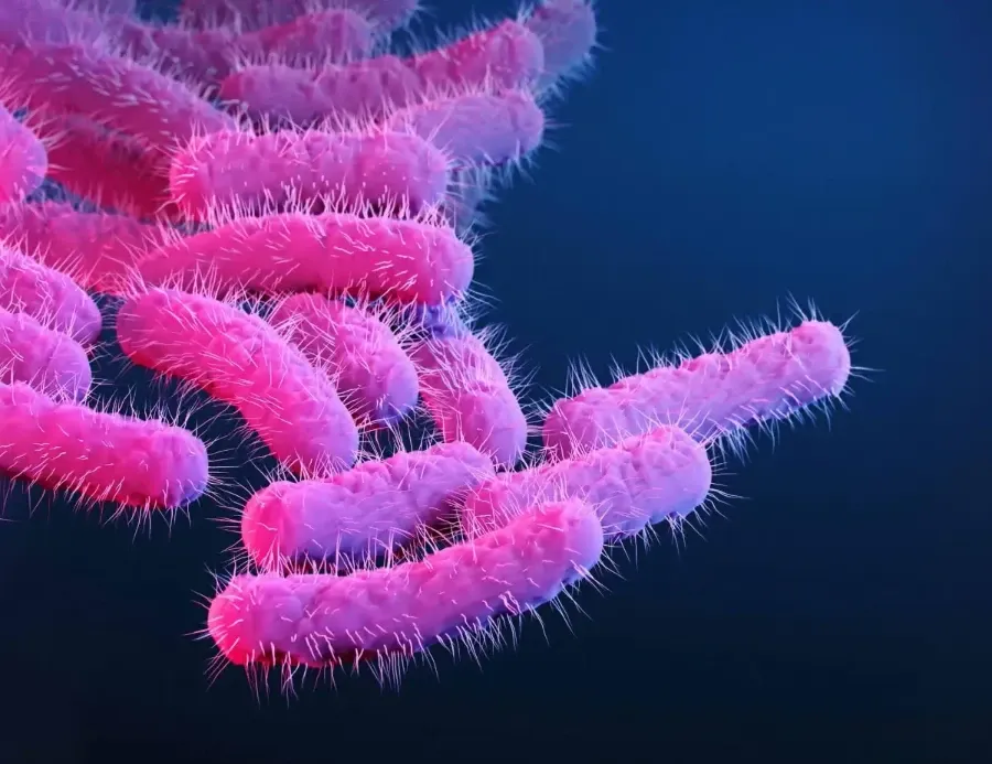 Bactérias rosa em forma de bastonete com estruturas semelhantes a cílios em um fundo azul escuro.