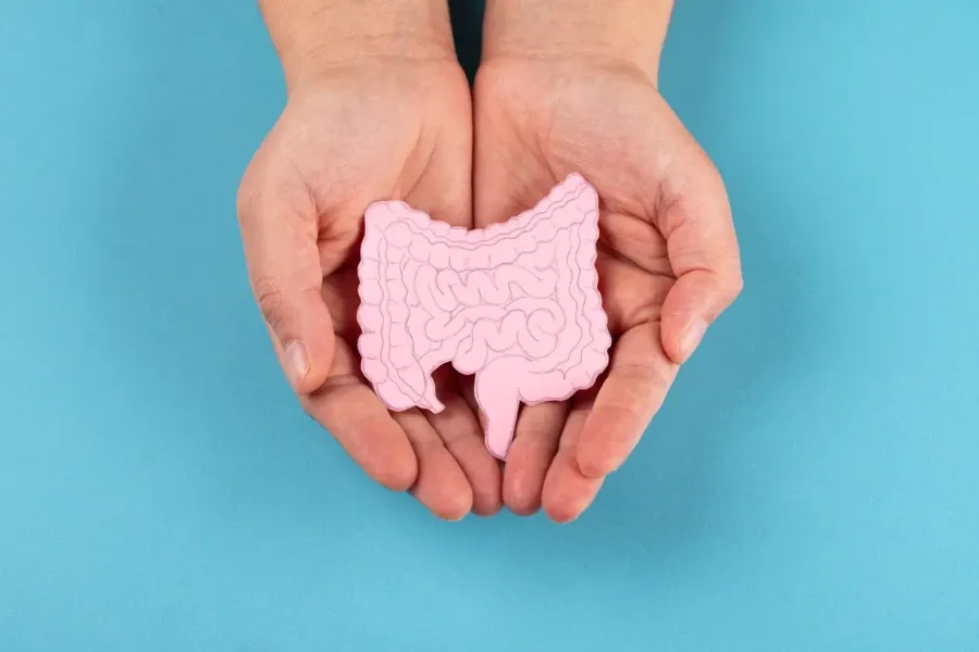 mãos segurando um desenho do intestino