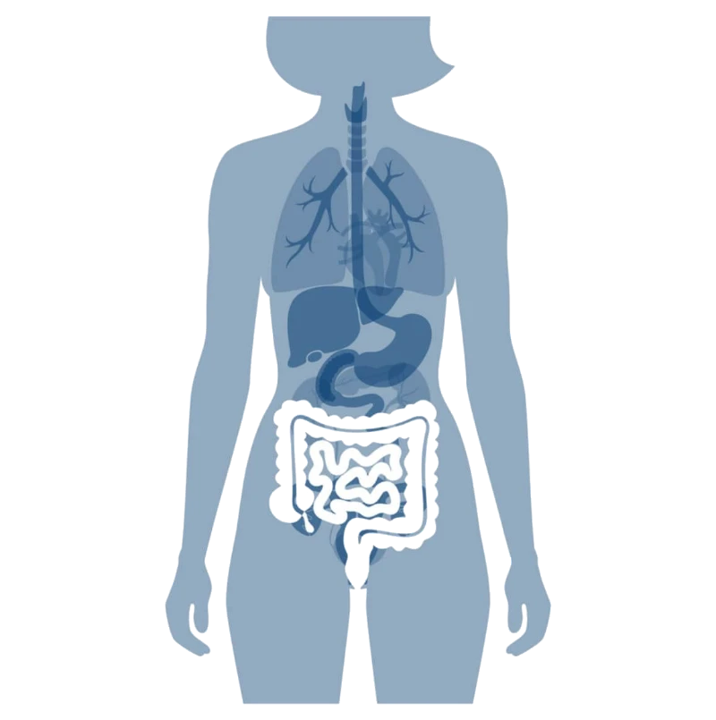 Silhueta de um corpo humano mostrando os sistemas digestivo e respiratório com os intestinos destacados.