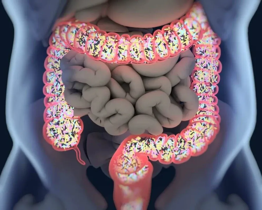 Ilustração mostrando bactérias no intestino grosso e no cólon humanos.