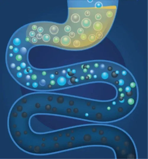 Ilustração de probióticos, vivos e resistindo, passando pelo intestino