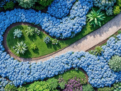 Caminho de jardim curvo cercado por grupos de plantas azuis e verdes.