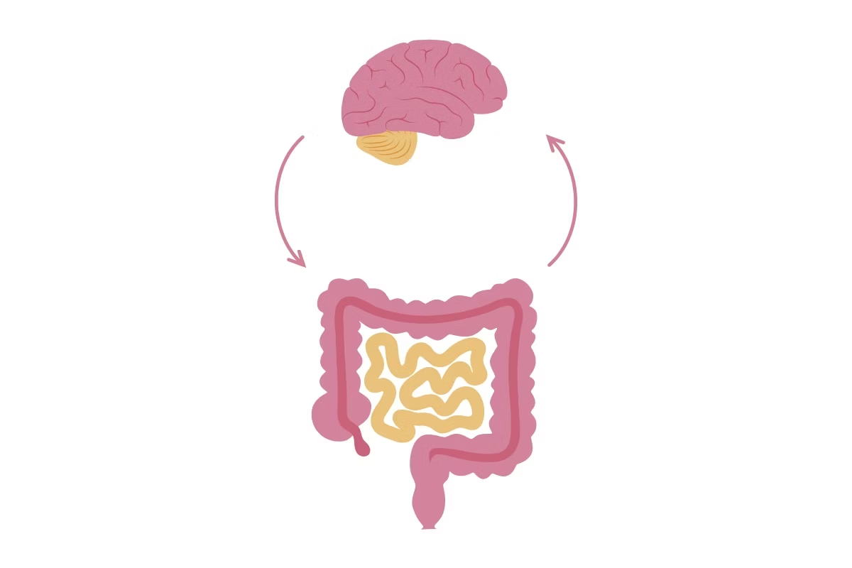 Conexión entre el cerebro y el intestino