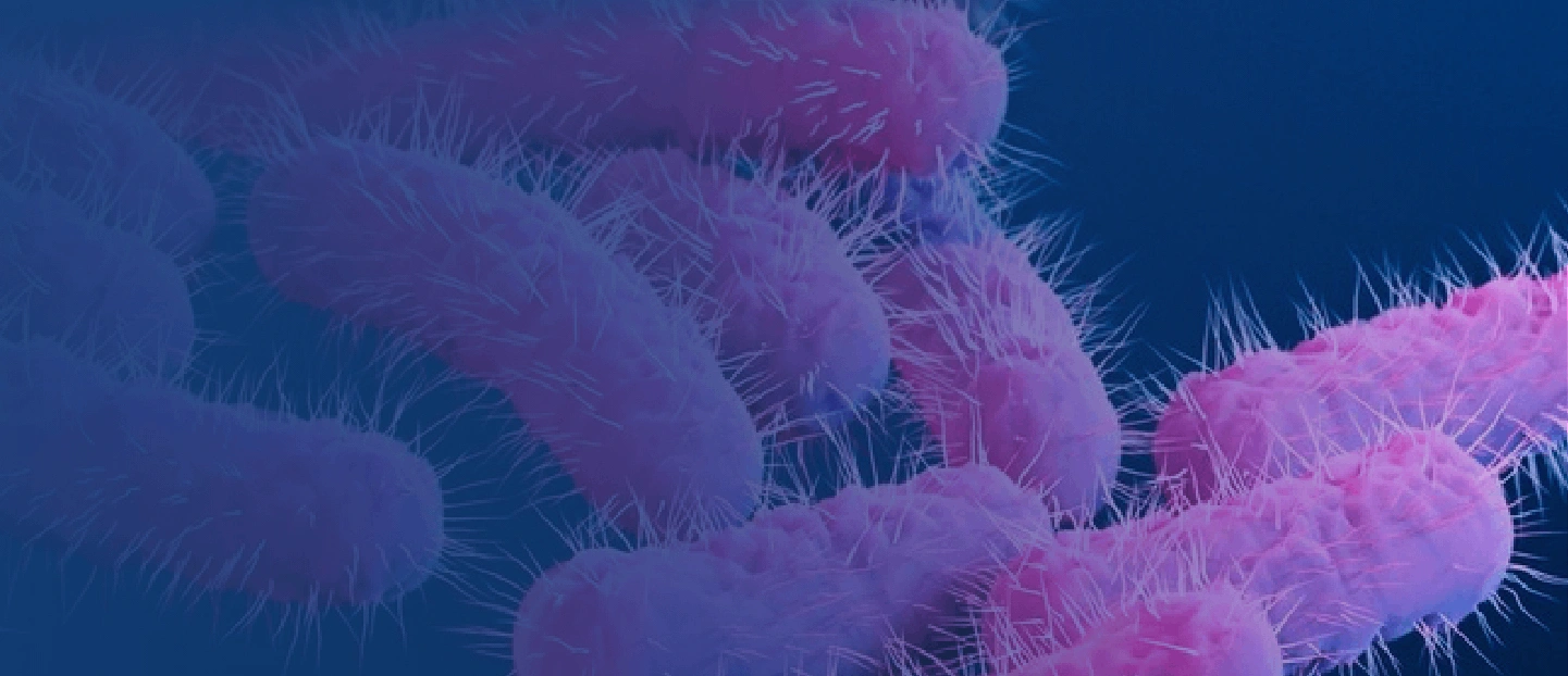 Understanding the Role of Gut Flora Enterogermina®