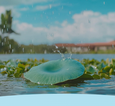 Gotas de chuva respingam em uma folha de lótus flutuando em um lago tranquilo.
