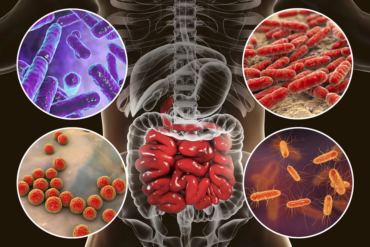 Imagen del microbioma, ilustrando la diversidad de bacterias y microorganismos beneficiados por el uso de probióticos para mantener un equilibrio saludable en nuestro organismo.